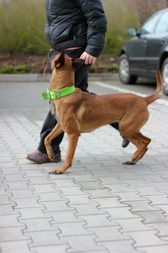 sporthund