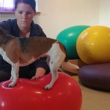 Tierphysio5